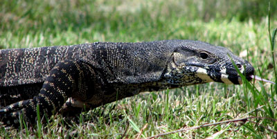 lacemonitor1