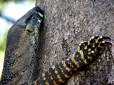 lacemonitor3