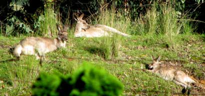 kangaroos sunning