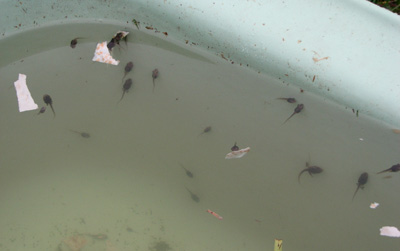 tadpoles in bath