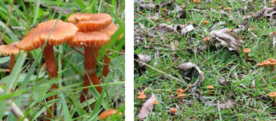 autumn-fungus-3
