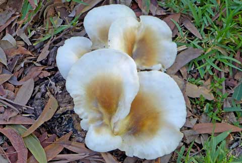 coast-fungi-5