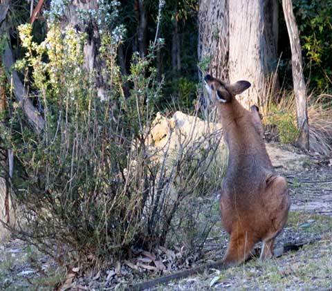 wallaby-winter-2
